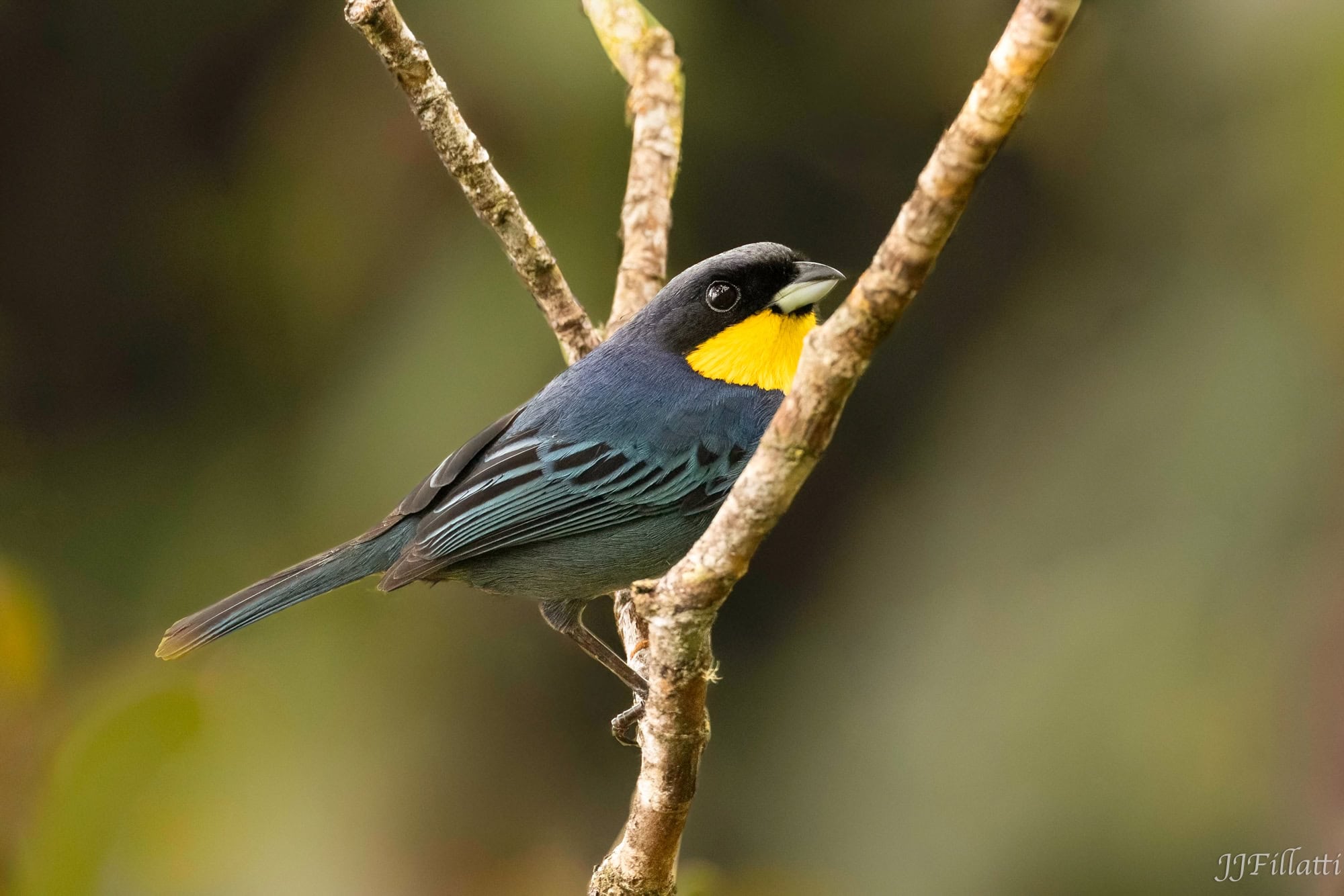 bird of colombia image 66